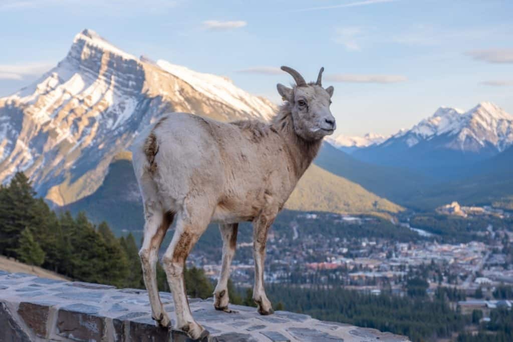 A bighorn sheep overlooking the town of Banff