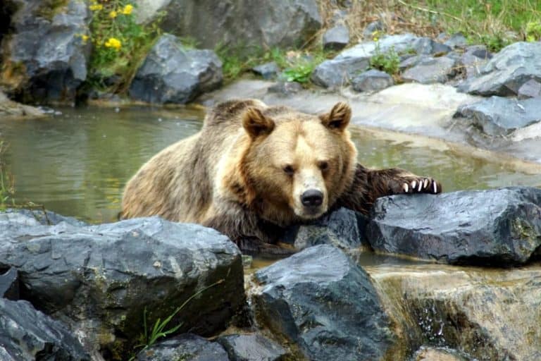 Bear Fishing