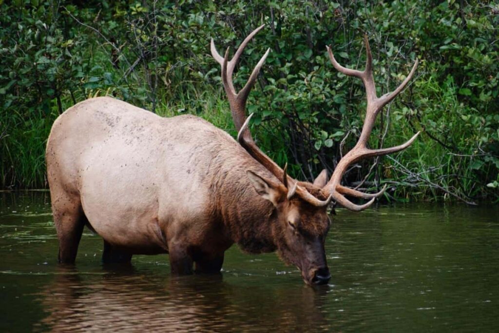 Elk in Banff