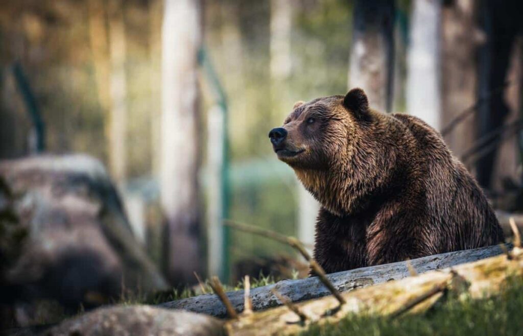 Grizzly Bear in Banff