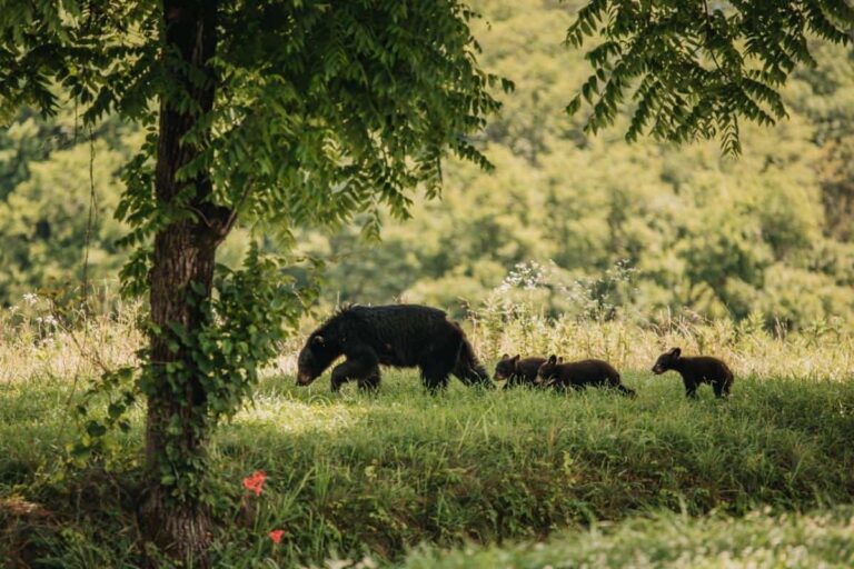 Black Bear and Cubs