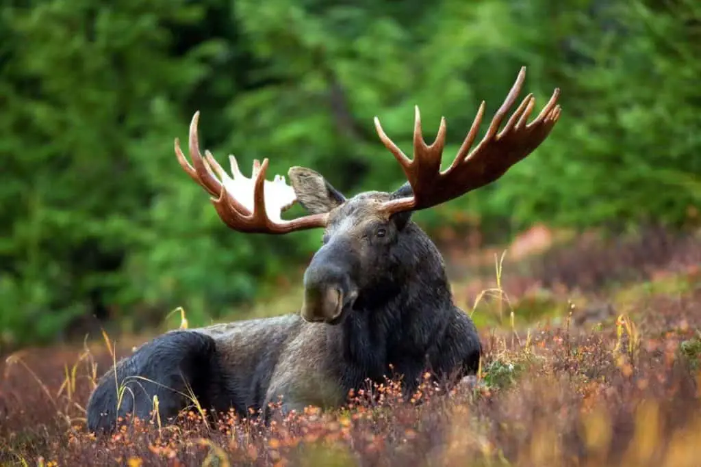 Moose in Banff