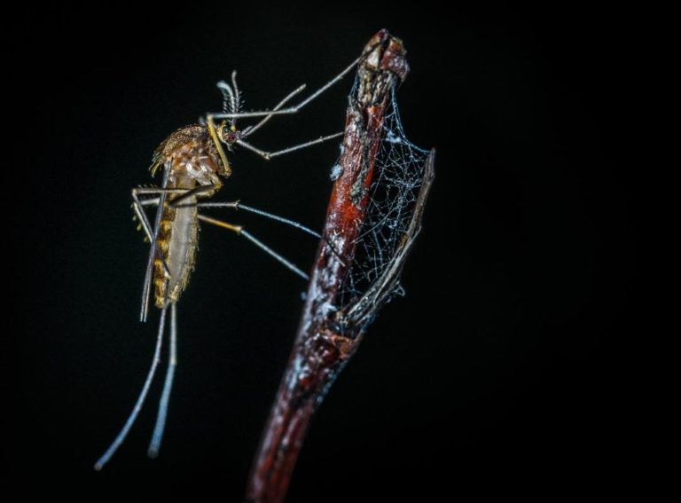 Mosquito Banff National Park