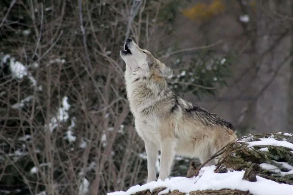 A grey wolf howling in the forrest in winter