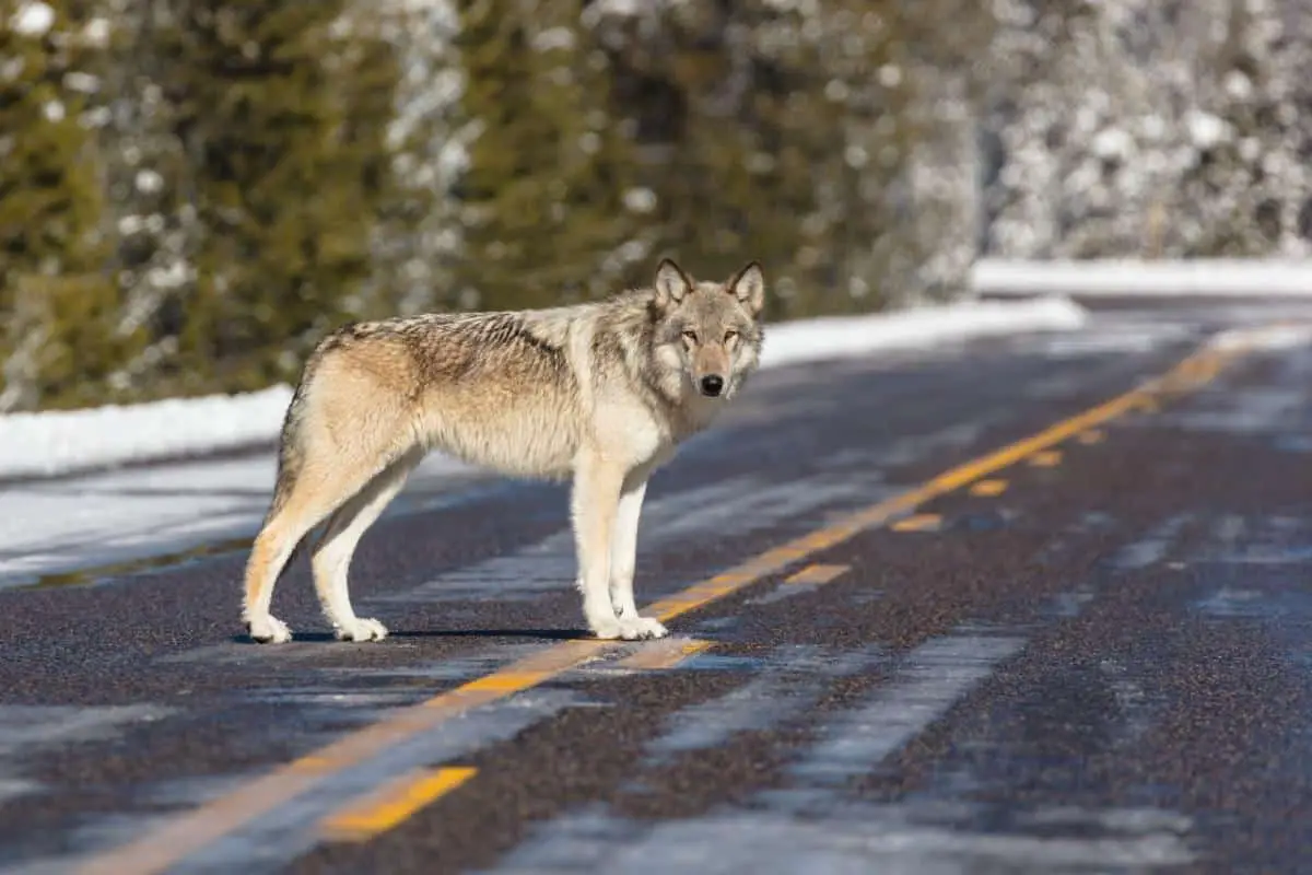 A wolf stands on a highway in Banff National Park