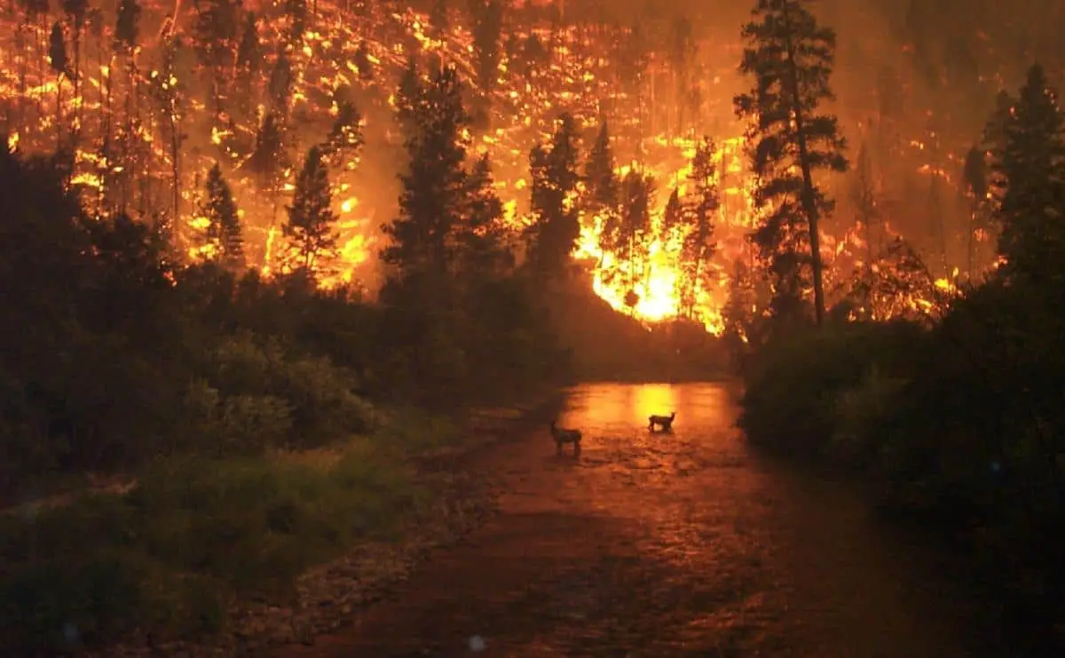 Deer amid a wildfire in Banff National Park