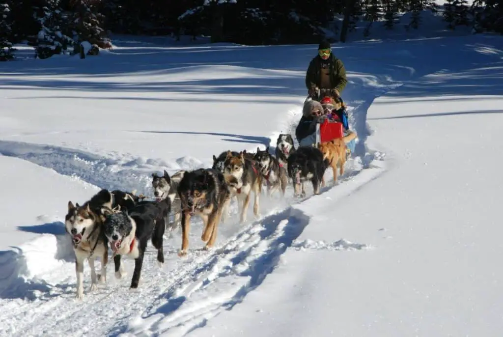 A big pack of dogs pulling a sled during a dog sledding trip in the Rockies.