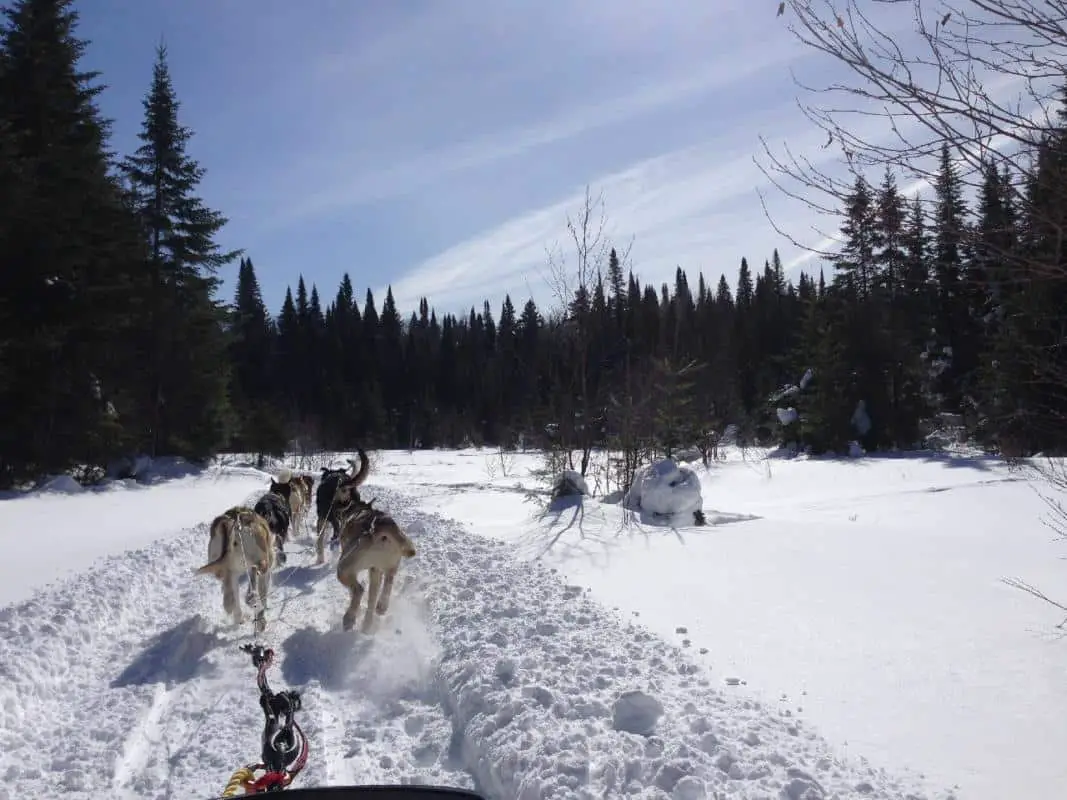 A pack of dogs pulling a sled through the Rocky Mountains.