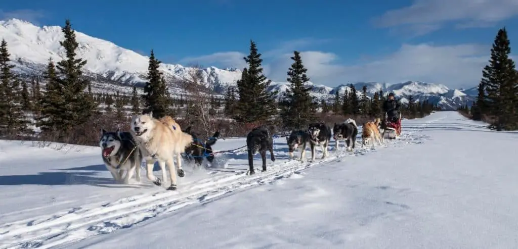 A pack of huskies pulls forth a dogsled in the  Canadian Rockies.