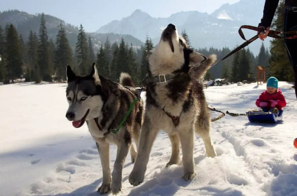 Dogs of a dog sledding pack in the snow in the Canadian Rockies.