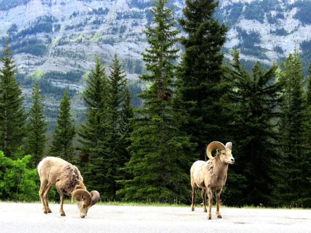 Bighorn sheep on the Lake Minnewanka Scenic Drive in Banff