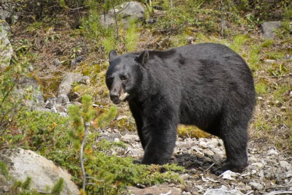 A black bear in the forests of Banff National Park