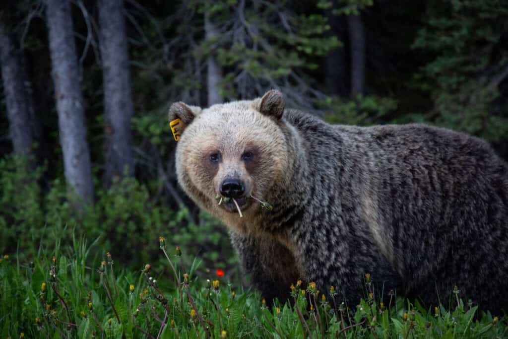 Bear Watching in Banff: Where to Spot Black Bears and Grizzlies – Park ...