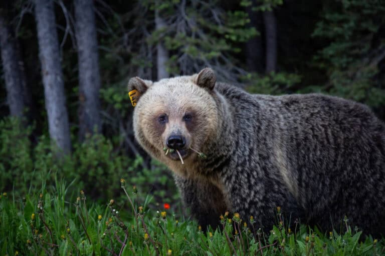 Grizzly bear 142 eating berries in Banff National Park