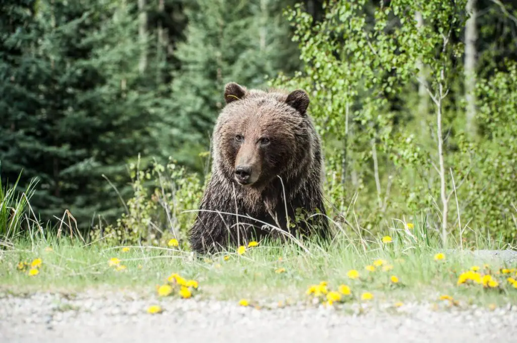 A grizzly bear near the Bow Valley Parkway in Banff National Park