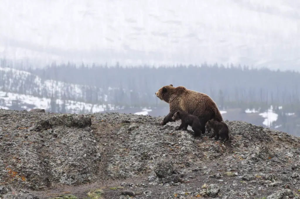 A mother grizzly with two cubs high on a mountain in Banff