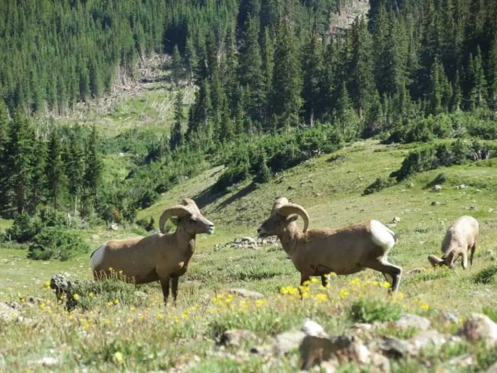 Three mountain sheep on an alpine meadow near Lake Minnewanka in Banff National Park
