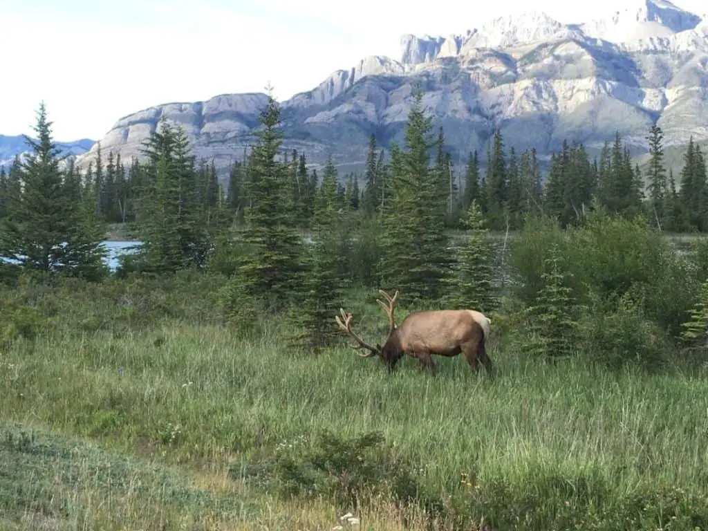 An elk grazing in an alpine meadow near Lake Minnewanka in Banff National Park