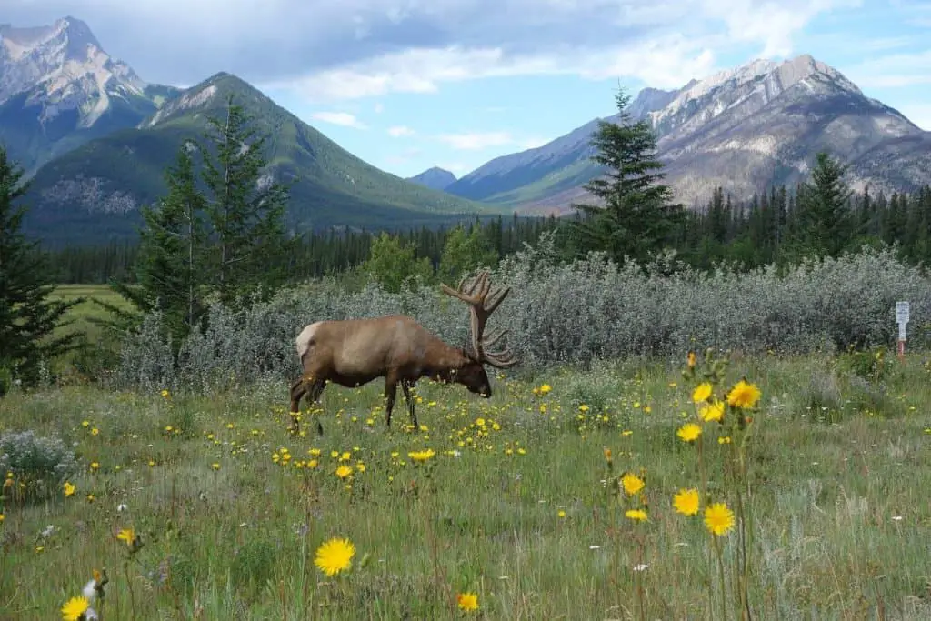 Elk in a mountain scene near the town of Banff, Alberta