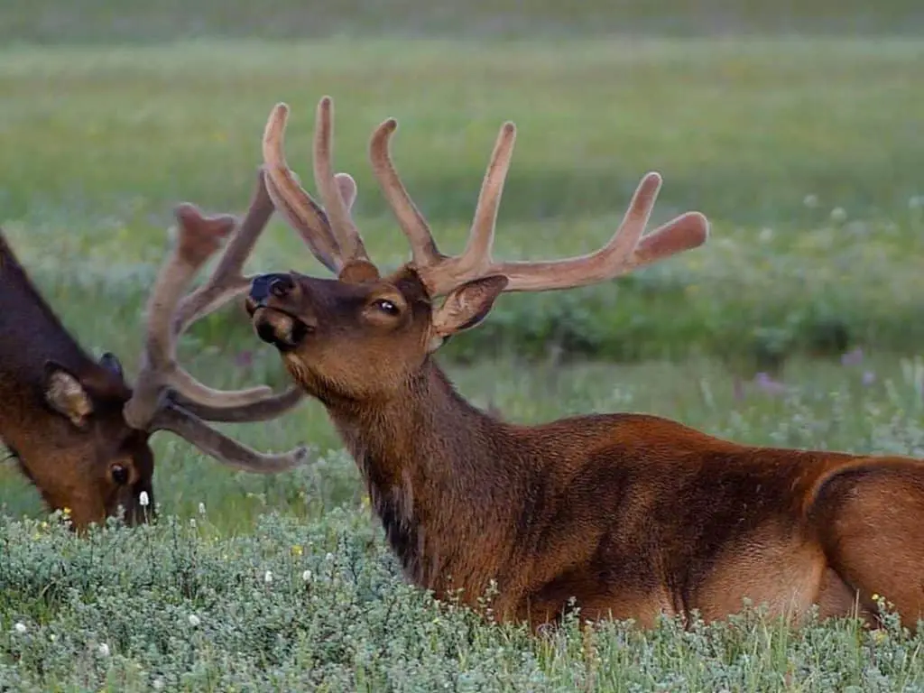 Two elk in a meadow near the town of Banff in Banff National Park