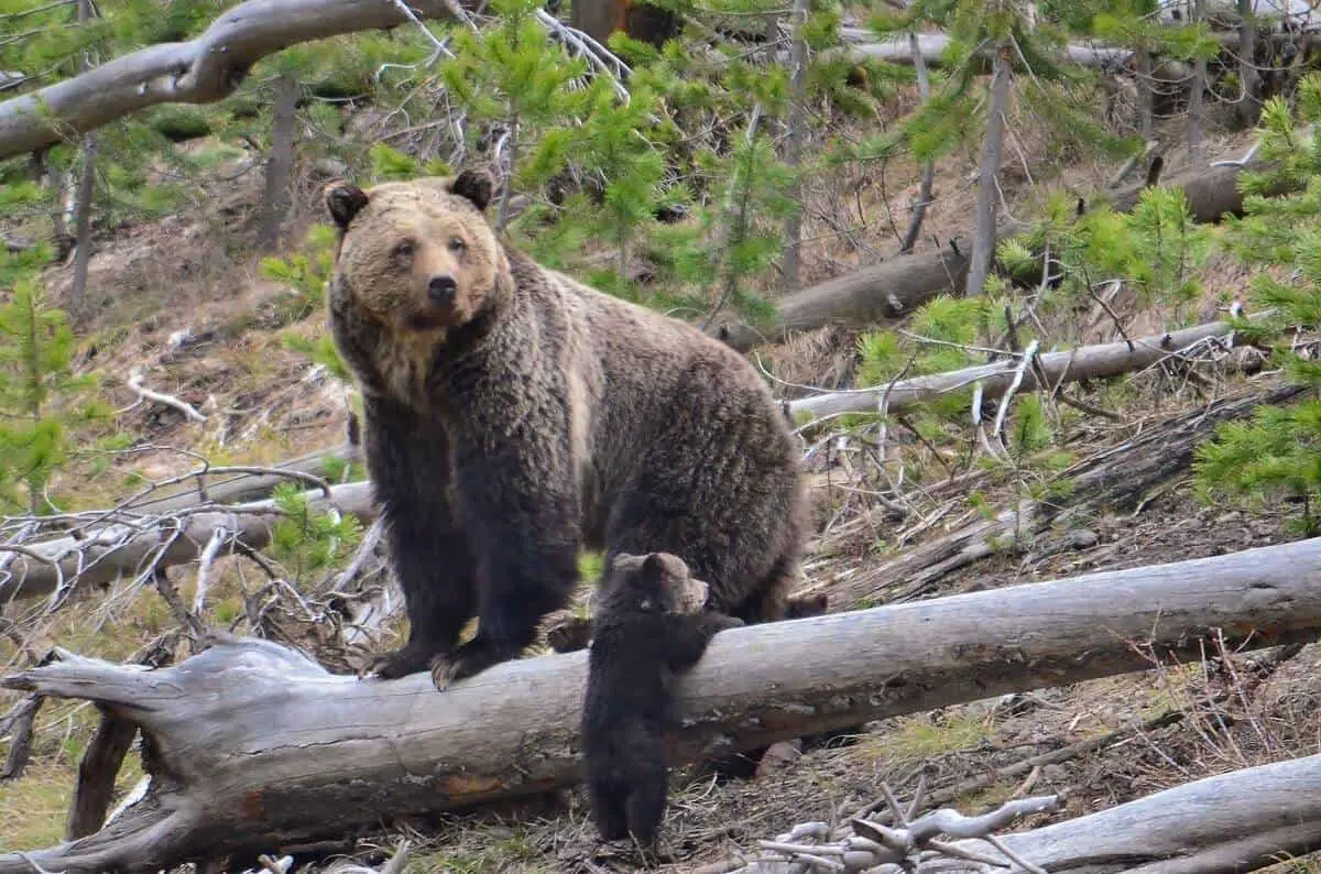 A grizzly mother and her cub sitting on a branch in Banff National Park