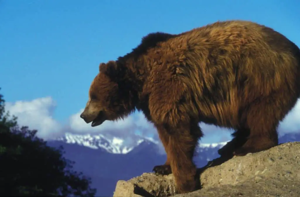 A grizzly bear overlooking the Rocky Mountains near Lake Minnewanka