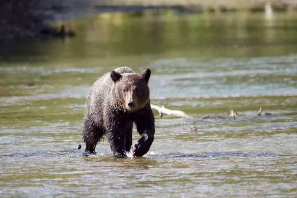 A grizzly bear wading through water in Banff National Park