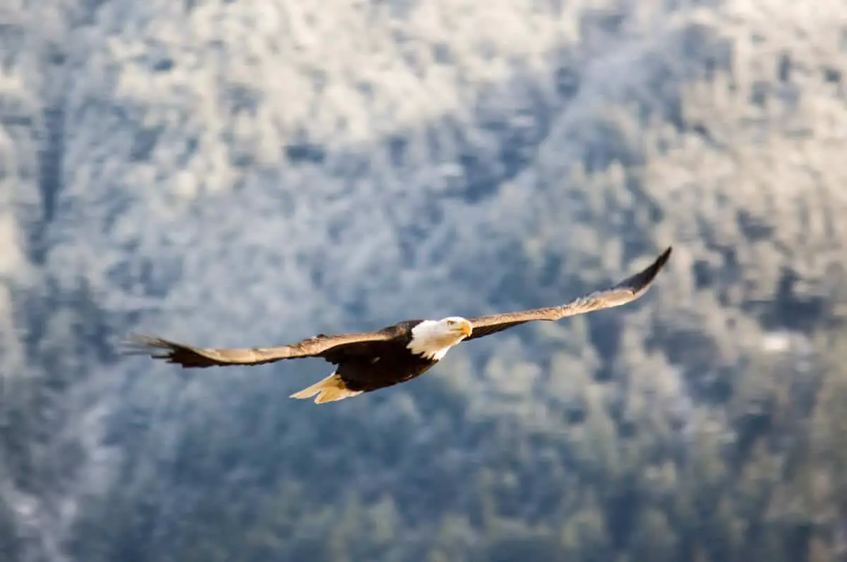 A bald eagle streaking across the forest in Banff National Park