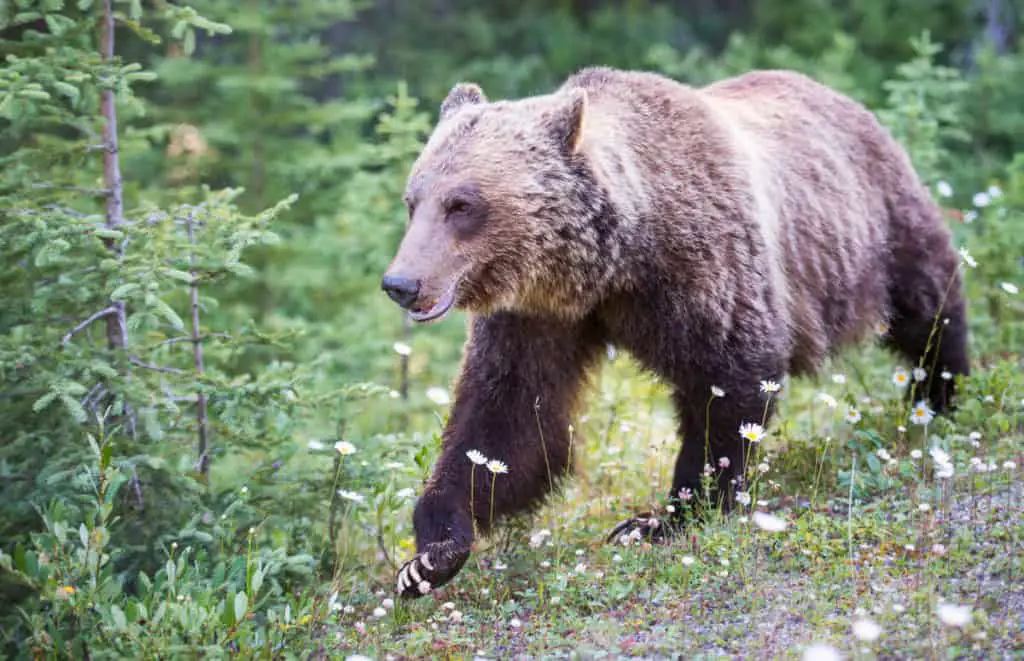 An emaciated grizzly bear has just come out of hibernation in Banff National Park in spring