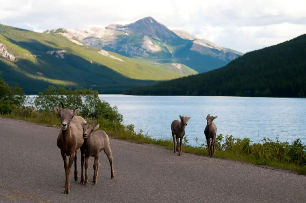 Four bighorn sheep standing on the road passing Two Jack Lake in Banff National Park on a day in September