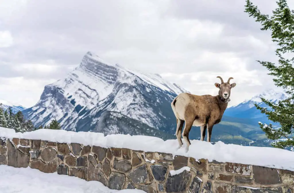 A bighorn sheep standing on a ledge near the famous alpine meadow on Mount Norquay, with Mount Rundle in the background