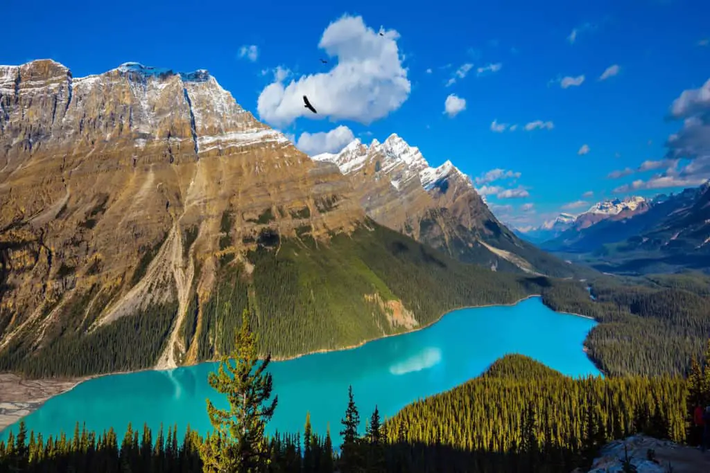 Three birds soar through the skies over Peyto Lake in Banff National Park