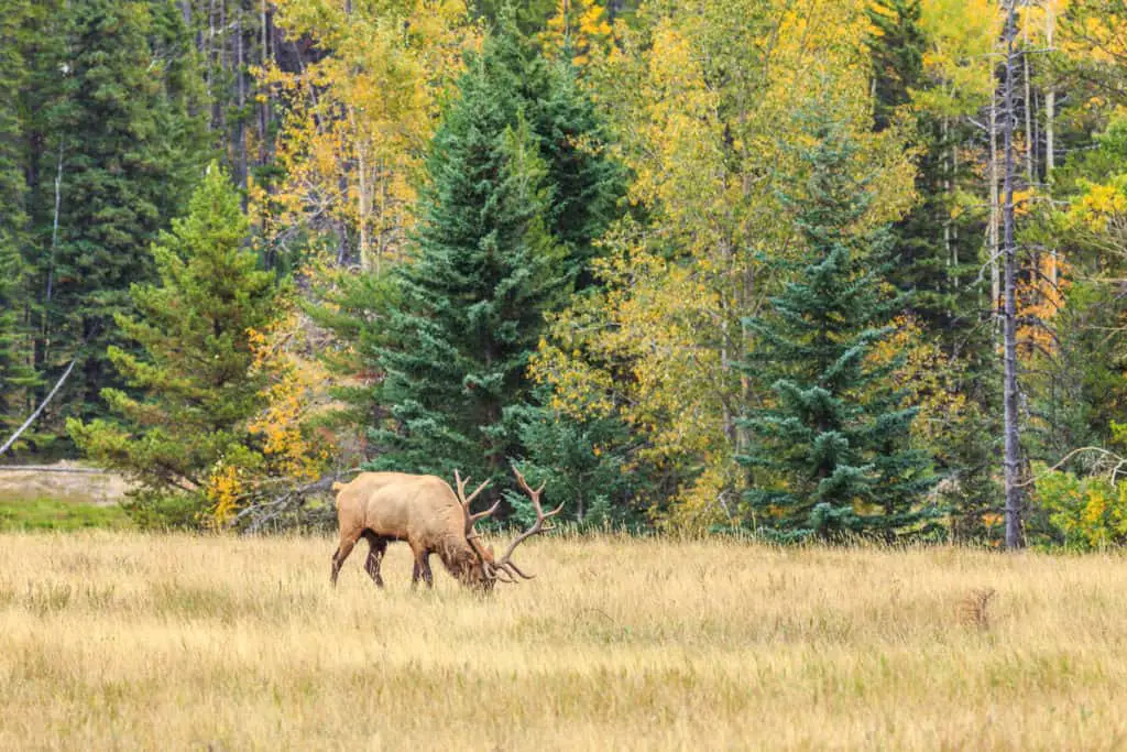 A deer is grazing in an alpine meadow surrounded by larch trees in October in Banff National Park