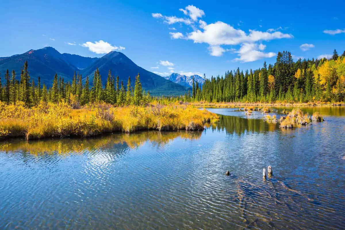 Vegetation surrounding Vermilion Lakes in Banff National Park shows its fall colors