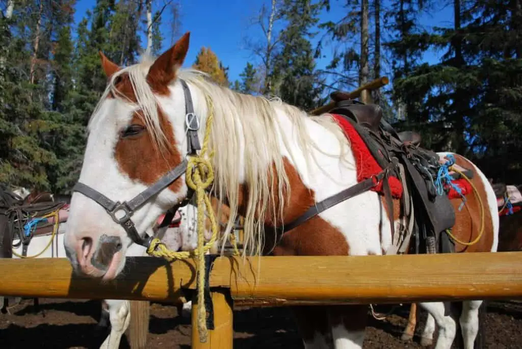 A horse waiting to be ridden at a stable near the town of Banff.
