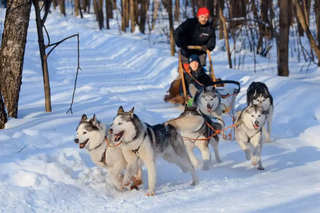 A pack of huskies pulling forth a dog sled through a forest in thick snow