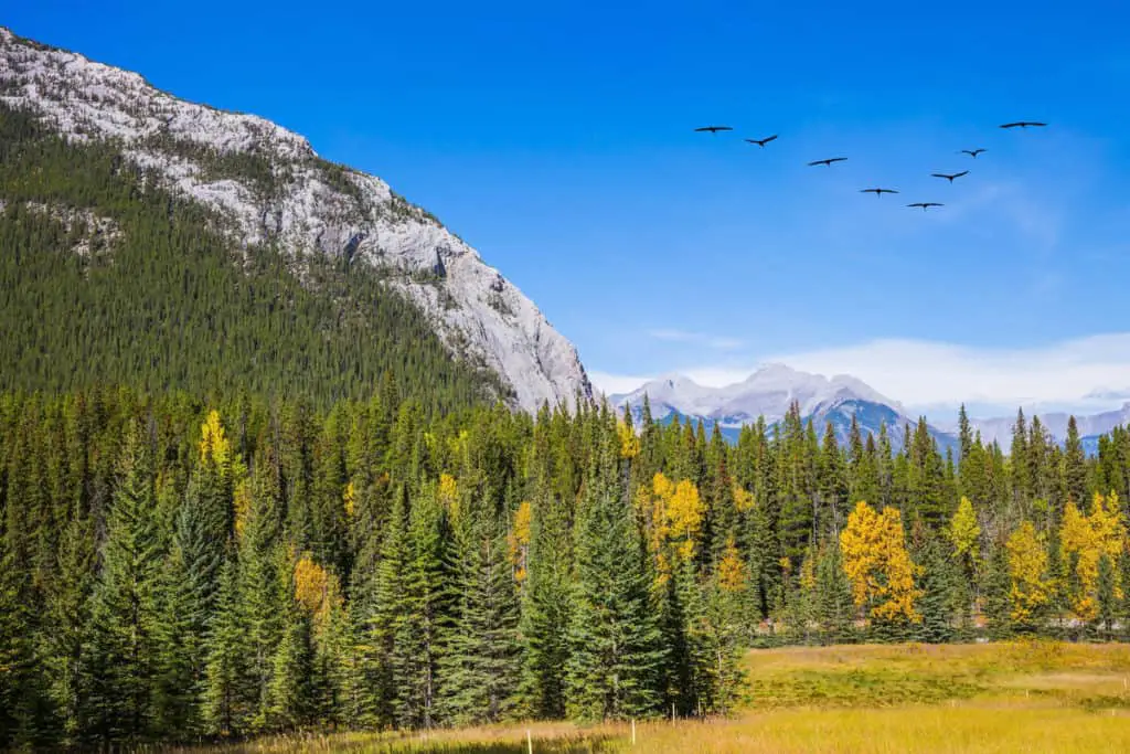 A Flock of migratory birds in the blue sky passing Tunnel Mountain in the Bow Valley of Banff National Park