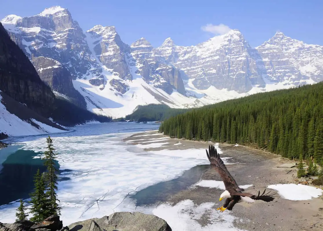 An eagle flies over frozen Moraine Lake in Banff National Park in spring