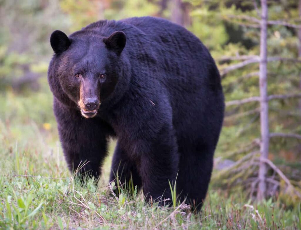 A black bear near a tree in the forests of Banff National Park