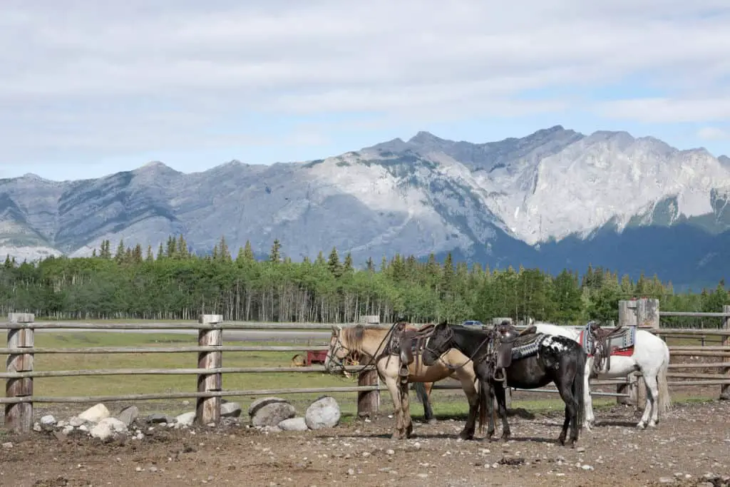 Three saddled-up horses near the town of Banff, with the Rockies in the background, waiting to be ridden