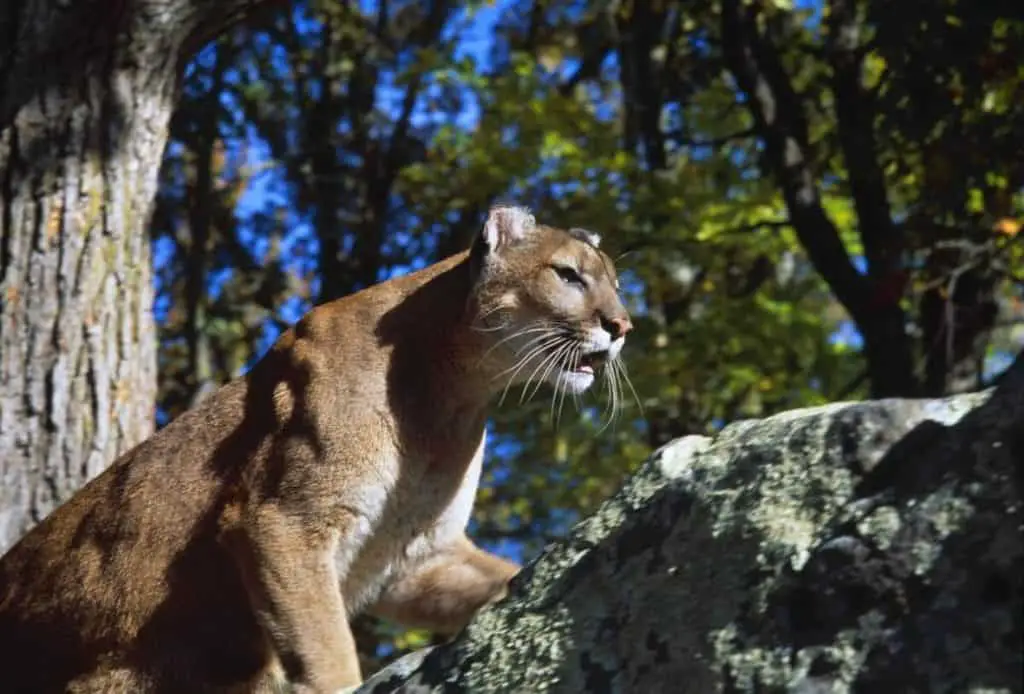 A cougar is climbing a boulder in a forest somewhere in Banff National Park