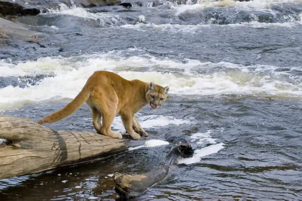 A cougar is standing on rock, hunting for fish in a wild river in Banff