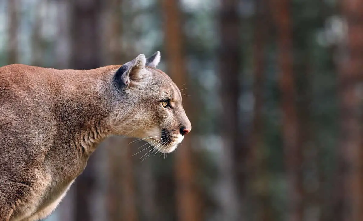 A cougar focusing in the distance in a forest in Banff