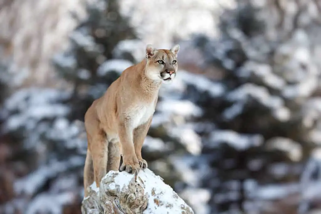 A cougar looking into the distance from a snowy rock in Banff National Park. 
