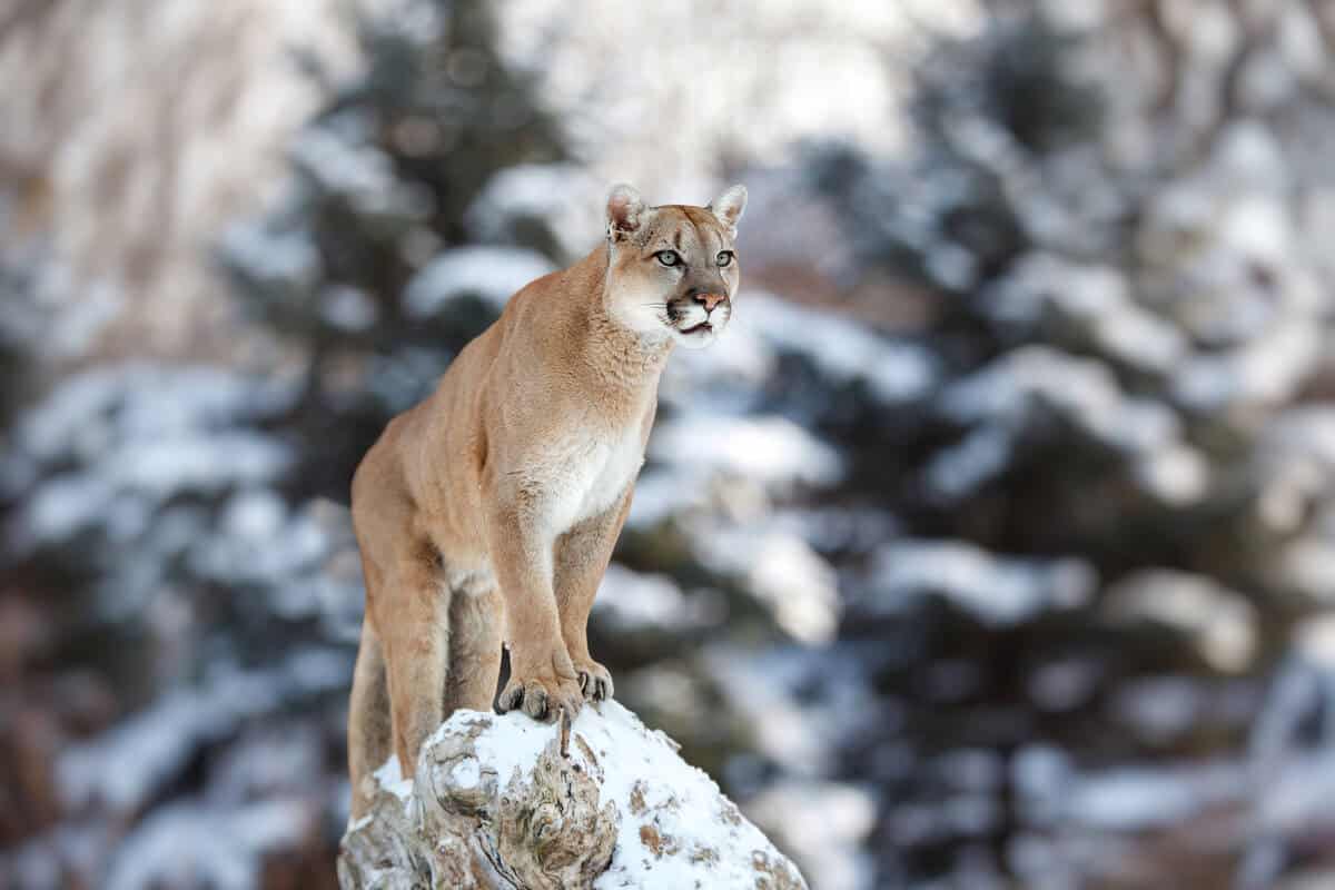 Cougars in Banff National Park: All You Need to Know – Park Pilgrim