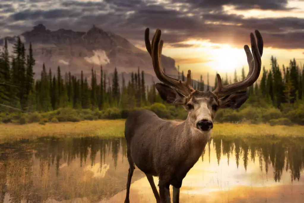 A male deer standing at a lake in Banff National Park during sunrise, looking straight into the camera