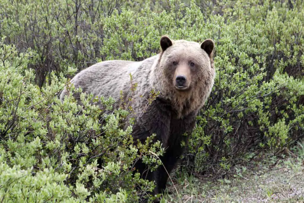 A grizzly bear in Banff National Park among the bushes near a hiking trail
