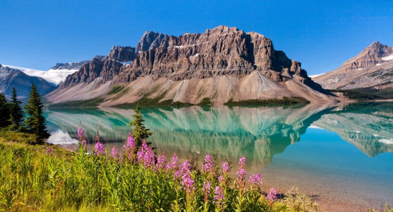 Purple wildflowers blooming at the lake shore of Bow Lake under a clear blue sky