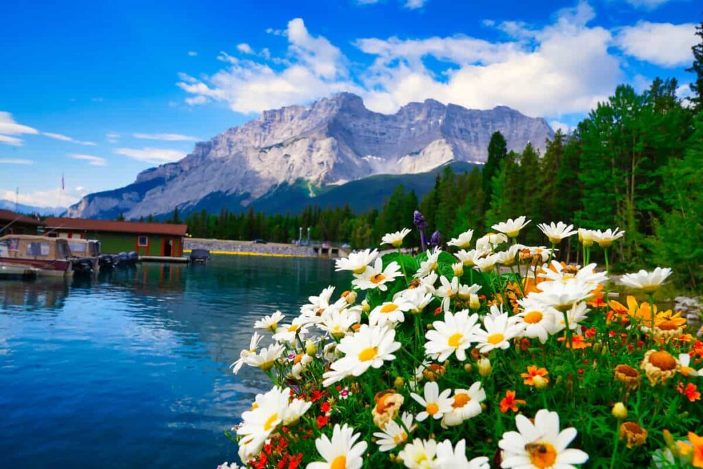 White wildflowers at Lake Minnewanka adorn the lakeshore 