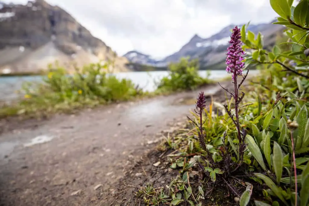 Purple wildflowers alongside a path on the lakeshore of Bow Lake near the Icefields Parkway